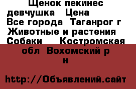 Щенок пекинес девчушка › Цена ­ 2 500 - Все города, Таганрог г. Животные и растения » Собаки   . Костромская обл.,Вохомский р-н